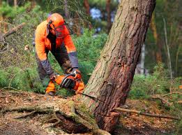 Best Aeration Services  in Madison, NJ