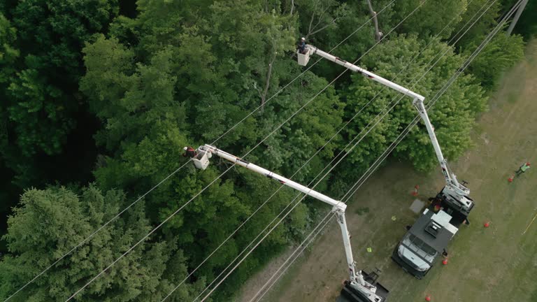 Best Fruit Tree Pruning  in Madison, NJ